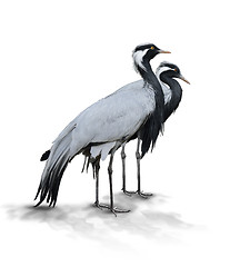 Image showing Two Demoiselle Crane Birds