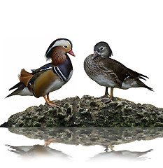 Image showing Male And Female Mandarin Ducks