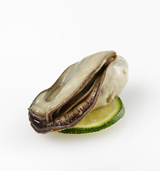 Image showing Oyster 