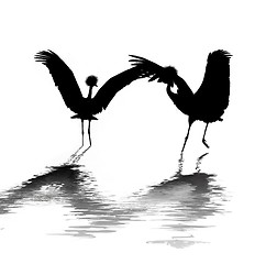 Image showing Crane Birds Dancing