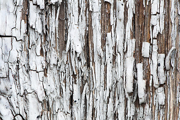 Image showing Old cracked paint on boards