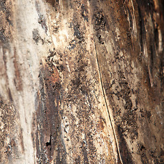 Image showing Close-up of wood with termites