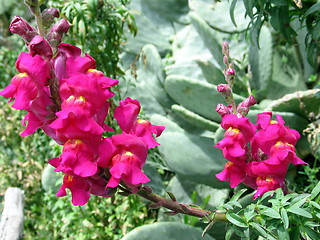 Image showing Flowers and cactus plants