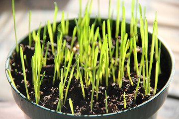 Image showing Sprouts in the pot