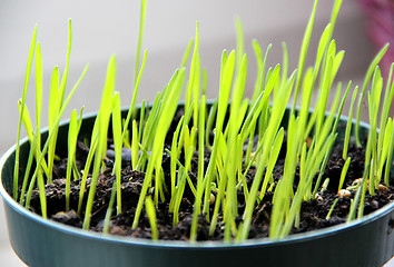 Image showing Sprouts in the pot