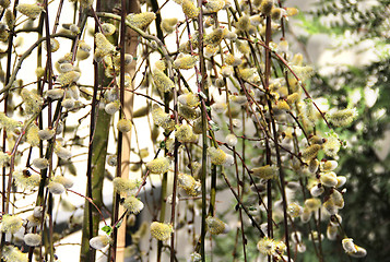 Image showing Spring willow branch with pussy