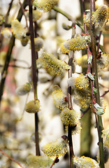 Image showing Spring willow branch with pussy