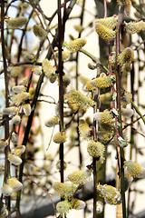 Image showing Spring willow branch with pussy