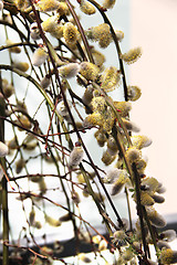 Image showing Spring willow branch with pussy