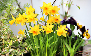 Image showing Spring narcissuses