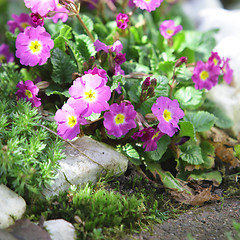 Image showing Beautiful purple flowers