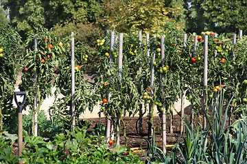 Image showing Vegetable garden 