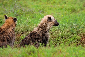 Image showing hyeana family