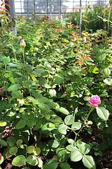 Image showing Roses in the greenhouse