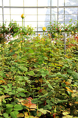 Image showing Roses in the greenhouse