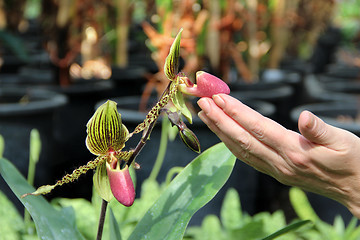 Image showing Tiger blooming orchid and woman hand