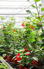 Image showing Flowers in the greenhouse