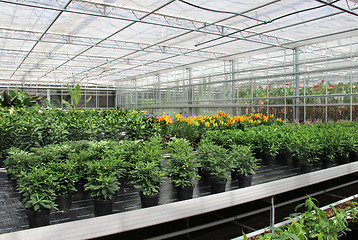 Image showing Plants in the greenhouse