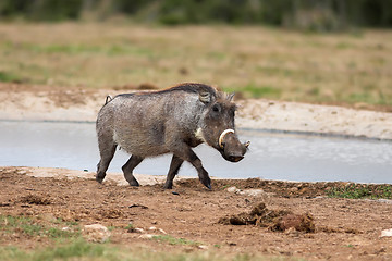 Image showing warthog