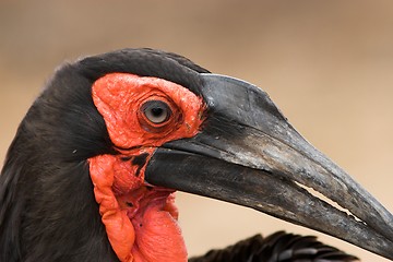 Image showing red eye