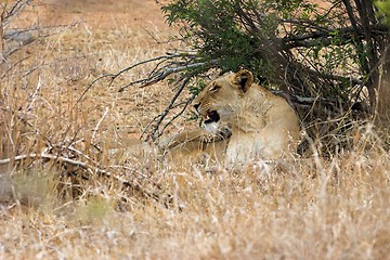 Image showing lioness in shade