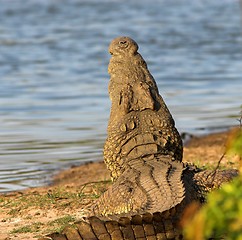 Image showing crocodile