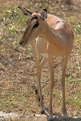 Image showing young impala