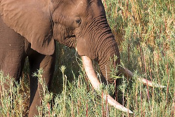 Image showing Kruger big tusker