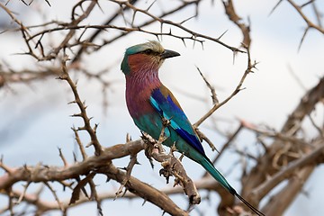 Image showing lilac breasted roller