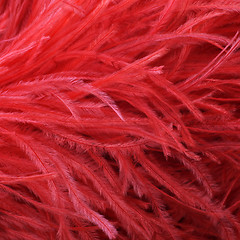 Image showing Red ostrich feather boa