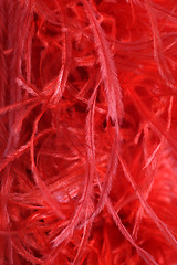 Image showing Detail of a red feather boa