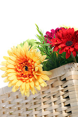Image showing Colourful Gerbera daisies in a basket