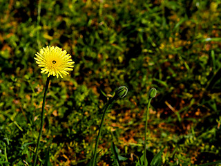 Image showing yellow daisy