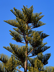 Image showing  tree 