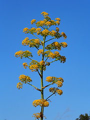 Image showing wild fennel flower