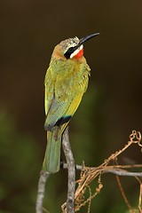 Image showing bee eater against black