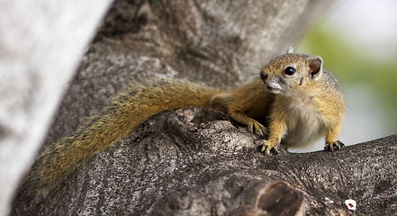 Image showing tree squirrel