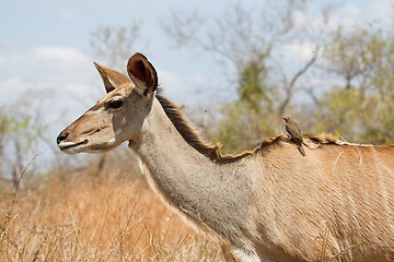 Image showing kudu female