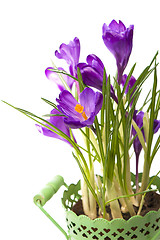 Image showing crocuses