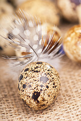 Image showing quail eggs and feather lie on a cloth