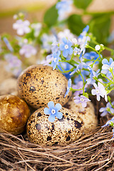Image showing quail eggs in the nest and forget-me-not