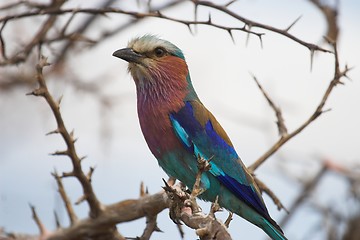 Image showing lilac breasted roller