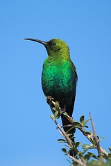 Image showing malachite sunbird