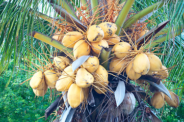 Image showing Malayan Yellow Dwarf (MYD) Coconuts
