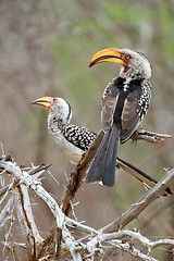 Image showing yellow billed hornbill