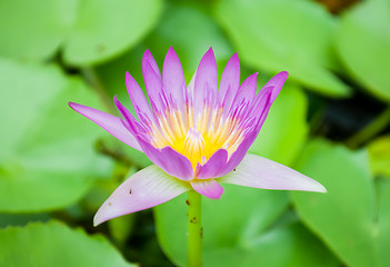 Image showing Purple Lotus