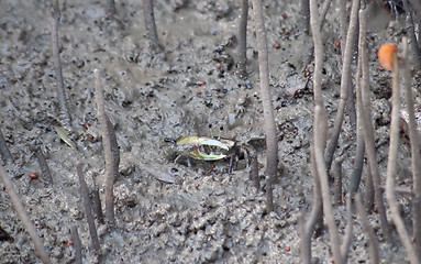 Image showing Fiddler Crab