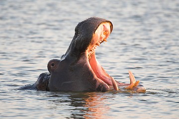 Image showing hippo yawn