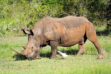 Image showing rhino in bush