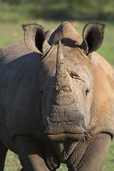 Image showing rhino portrait